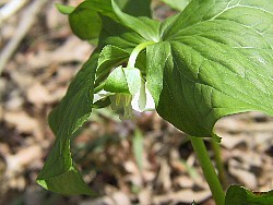 trillium digital photo